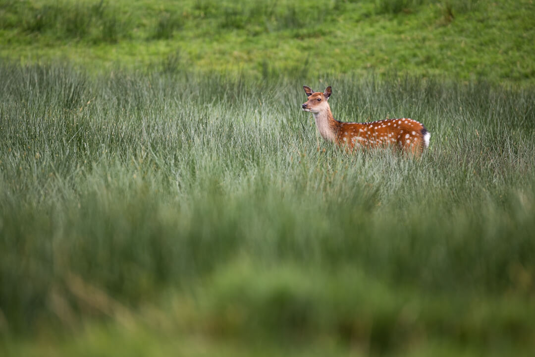 a female sika deer amidst tall, gree grass